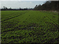 Farmland near Steventon