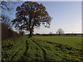 Farmland near Steventon