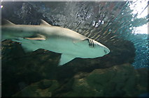 SJ4074 : Reef Shark At Blue Planet Aquarium by Alan Pennington