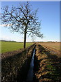 Ditch And Tree Near Broadyards Farm