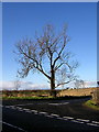 Tree at Junction of A719 with Minor Road