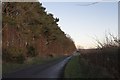 Trees by Aislaby Road