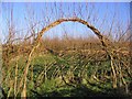 Entrance to a willow maze