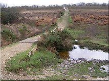 SU2510 : Murray's Passage, Withybed Bottom, New Forest by Jim Champion