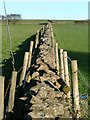 Wall, Pasture Lane