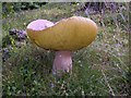 Cep (Boletus pinicola), an edible fungus