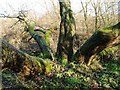 Willow, Billingham Bottoms