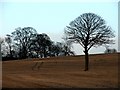 Tree in Chevet Park.