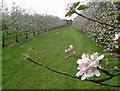 Apple Trees in Blossom, Pomona Farm