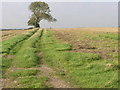 Trees on a Hill