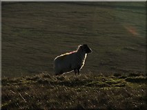 SD9284 : Sheep in Sunlight. by Steve Partridge