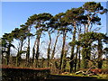 Ivy Clad Pines Near Pow Bridge