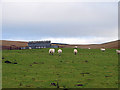 Pasture near Rhanc-y-mynydd