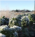 Frosted Veg