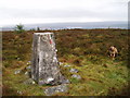 NY6593 : Greys Pike Trig point by Tim Fish