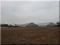 Glasshouses near Stubbington.