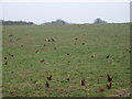 Hens in Handley - Christmas Day 2006