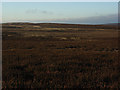 NY8657 : Lawsley Moss by Andrew Smith