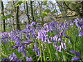 Tupton Wood Bluebells