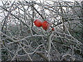 Frozen Rose Hips