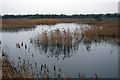 Reedbed in December