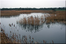 TA0523 : Reedbed in December by David Wright