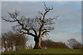 Oak tree on Park Farm