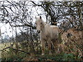 Friendly Face near Holt Forest