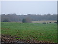 SU0305 : View towards Holt Forest by Toby