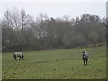 Horses in Holt Wood