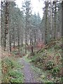 Woodland and River Esk