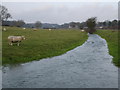 Sheep grazing by the Tarrant