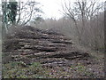 Evidence of coppicing in Greatstone Coppice