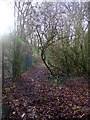 Pathway to Hockley Woods