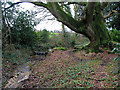 Stream feeding lakes at Stanbridge Earls School, nr Romsey