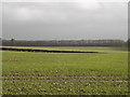 View towards Great Peaky Coppice