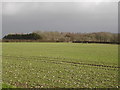 View towards Common Bushes