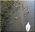 On the River Witham