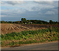 Norfolk Farmland