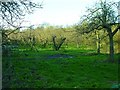 Orchard between the railway and the road