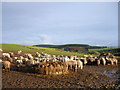 Sheep, fields, forest: New Year