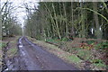 Bridleway east of Lonninghead Plantation