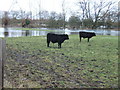 Calves on flooded pasture at Cricklade