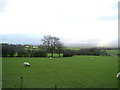 Field above Keisley Beck