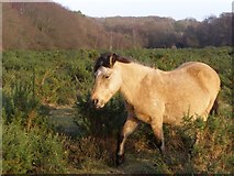 SU2800 : Pony on the heath, south of Cater's Cottage, New Forest by Jim Champion