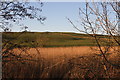 Reeds and Pasture at  Ingleston Farm