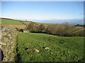 Field south of Sowden Beck Farm