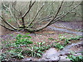 Swampy stream at West Charleton