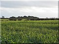 Turnip field, Marden