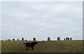 Merry Maidens Stone Circle